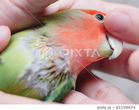 鳥 インコ オウム 83298654