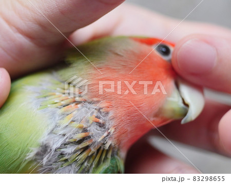 鳥 インコ オウム 83298655