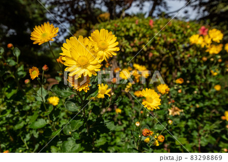 ユリオプスデージー＿花言葉＿黄色い花 83298869