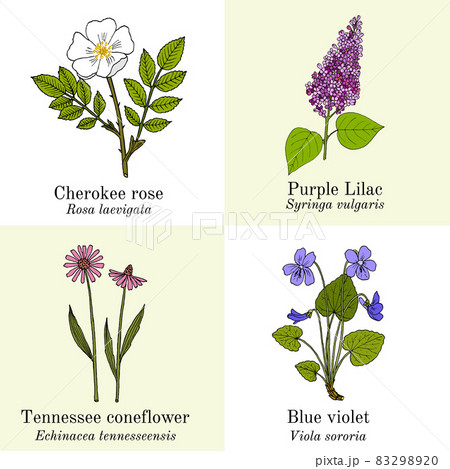 Set of garden flowers. Hand drawn vector illustration Set of garden flowers. Hand drawn vector illustration 83298920