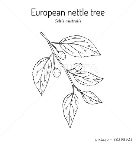 European nettle tree, or Mediterranean hackberry Celtis australis , medicinal plant 83298922