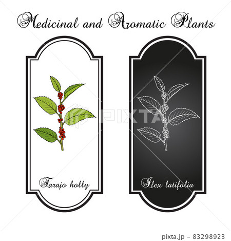 Tarajo holly Ilex latifolia , edible and medicinal plant Tarajo holly Ilex latifolia , edible and medicinal plant 83298923