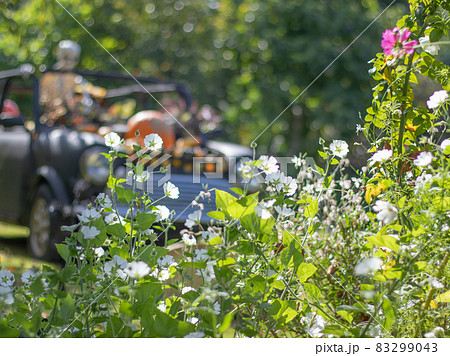 初秋のガーデン風景 83299043