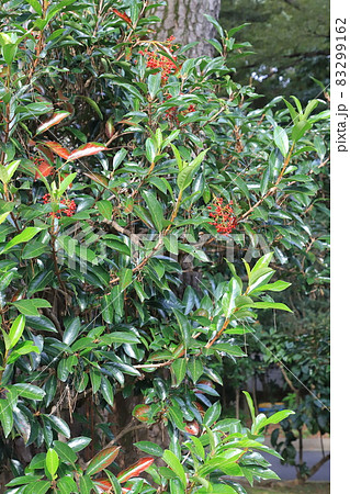 赤い実のなる珊瑚樹(サンゴジュ) 赤い実のなる珊瑚樹(サンゴジュ) 83299162