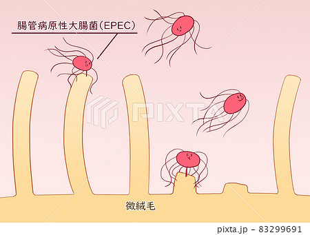 腸管病原性大腸菌(EPEC)の下痢を起こすしくみのイラスト素材 [83299691] - PIXTA