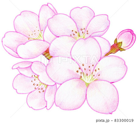 春の桜の色鉛筆画イラストのイラスト素材