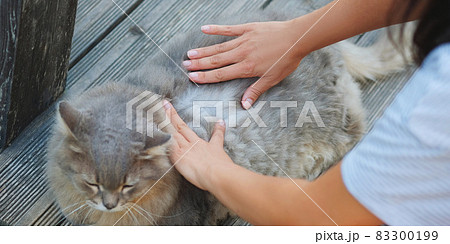 Hands of woman searching for cat fleas .Health and care about home pets. Hands of woman searching for cat fleas .Health and care about home pets. 83300199