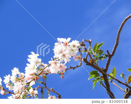 東京都大田区池上大坊本行寺のお会式桜 東京都大田区池上大坊本行寺のお会式桜 83300538