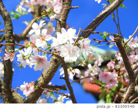 東京都大田区池上大坊本行寺のお会式桜 東京都大田区池上大坊本行寺のお会式桜 83300540