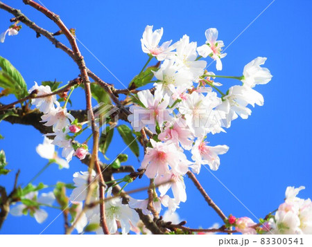 東京都大田区池上大坊本行寺のお会式桜 東京都大田区池上大坊本行寺のお会式桜 83300541