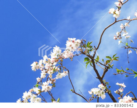 東京都大田区池上大坊本行寺のお会式桜 83300542