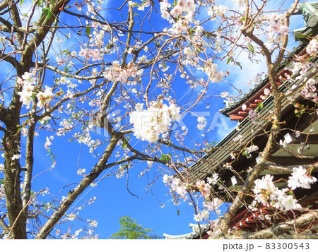 東京都大田区池上大坊本行寺のお会式桜 東京都大田区池上大坊本行寺のお会式桜 83300543