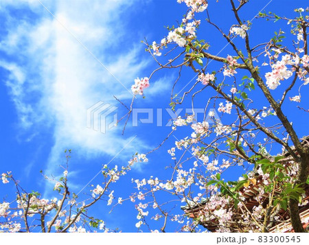 東京都大田区池上大坊本行寺のお会式桜 83300545