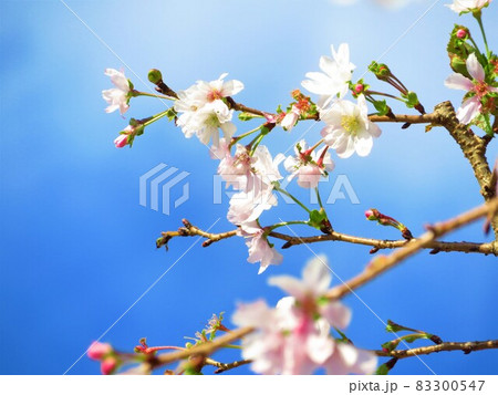 東京都大田区池上大坊本行寺のお会式桜 東京都大田区池上大坊本行寺のお会式桜 83300547
