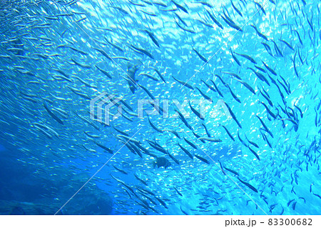 イワシの群れ イワシの群れ 83300682