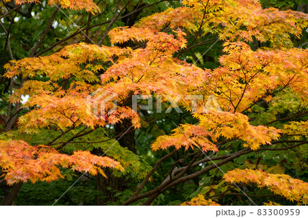 紅葉＿秋＿風景 83300959