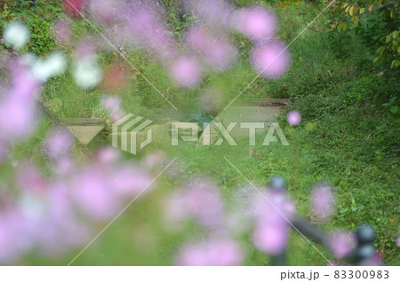 コスモス　秋の日差し 83300983