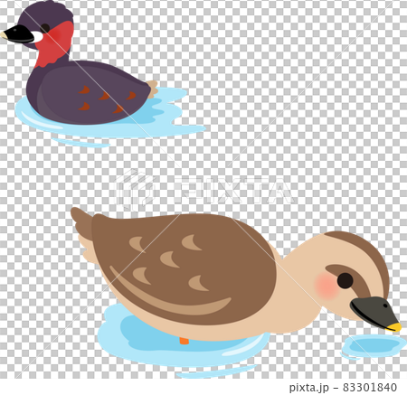 水辺にいる鴨とカイツブリ 83301840
