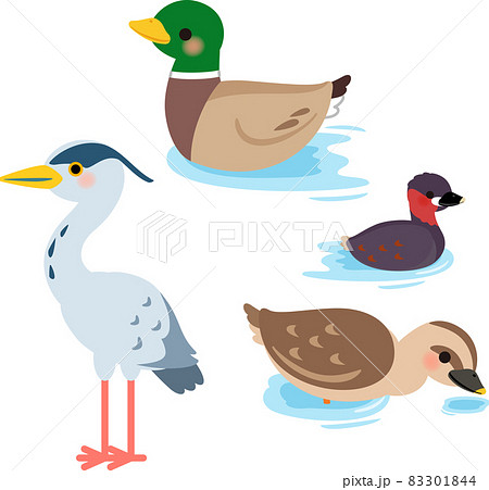 水辺にいる鴨、カイツブリ、鷺 83301844