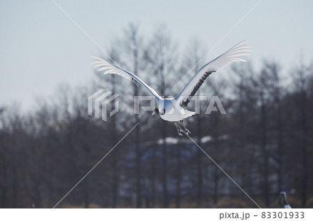 飛び立つタンチョウ(北海道・鶴居) 飛び立つタンチョウ(北海道・鶴居) 83301933
