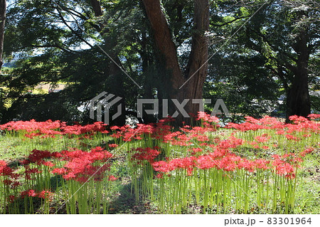 宮城県大崎市古川 羽黒山公園の写真素材