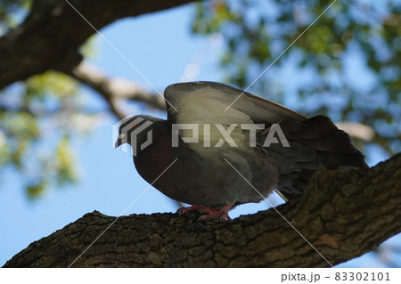 カワラバト カワラバト 83302101