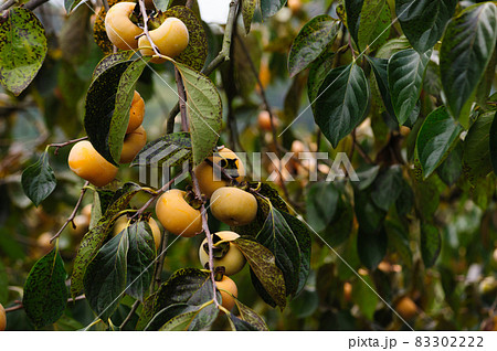 Persimmon fruits grow on tree Persimmon fruits grow on tree 83302222