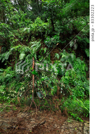 Uprooted tree fall down block the trail,damages after super typhoon 83302223