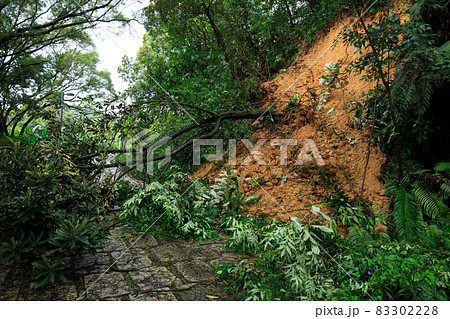 Uprooted tree fall down block the trail,damages after super typhoon 83302228