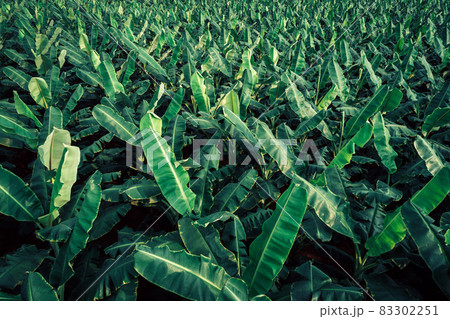 Aerial view of banana trees growing at field Aerial view of banana trees growing at field 83302251