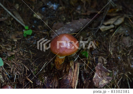 ハナイグチ？ 83302381