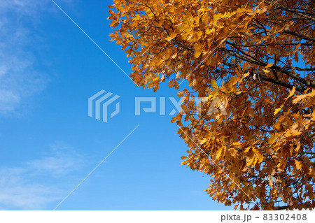 Autumn leaves with the blue sky background Autumn leaves with the blue sky background 83302408