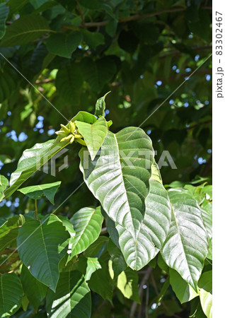 樹木：カレン卜ボク　ヌマネズミ科 83302467