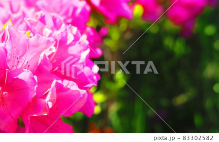 ツツジの花のある風景 83302582