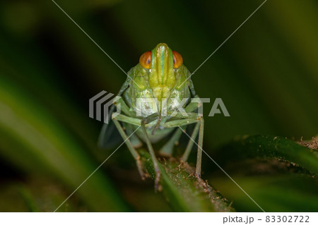 Adult Green Planthopper Insect 83302722