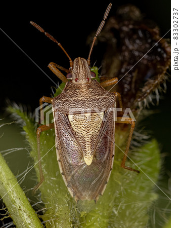 Adult Stink Bug 83302737