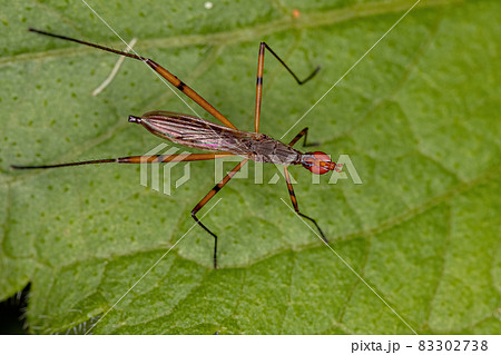 Adult Stilt-legged Fly 83302738
