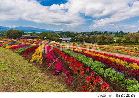 秋の花探訪、栃木県那須郡、那須高原の花の絨毯 秋の花探訪、栃木県那須郡、那須高原の花の絨毯 83302938