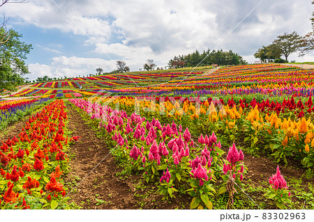 秋の花探訪、栃木県那須郡、那須高原の花絨毯 秋の花探訪、栃木県那須郡、那須高原の花絨毯 83302963