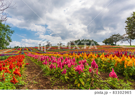 秋の花探訪、栃木県那須郡、那須高原の花の絨毯 秋の花探訪、栃木県那須郡、那須高原の花の絨毯 83302965