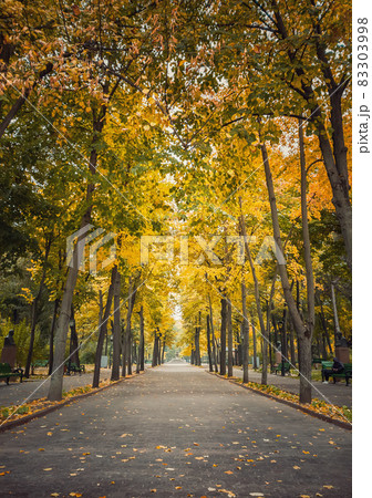 Autumn season morning in the empty city park. Beautiful view and silence, colorful leaves fallen on the ground and trails of Stephen III The Great square in Chisinau, Moldova 83303998