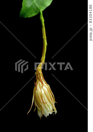 咲き終えた月下美人05 83304186