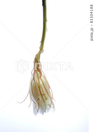 咲き終えた月下美人07 咲き終えた月下美人07 83304188