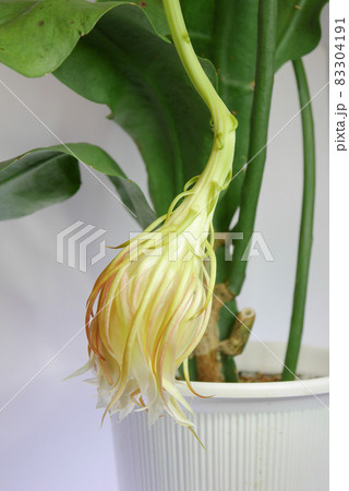 咲き終えた月下美人10 83304191