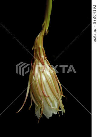 咲き終えた月下美人11 83304192