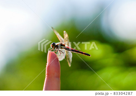 指にとまったトンボ 83304287