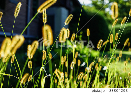 猫じゃらし 83304298