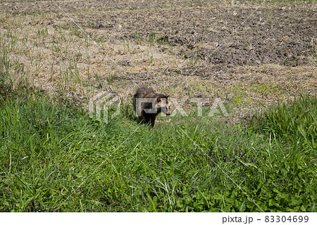日本の岡山県新見市の田んぼで出会った野生のタヌキ 日本の岡山県新見市の田んぼで出会った野生のタヌキ 83304699