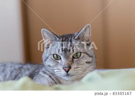 見つめる猫 サバトラ猫 見つめる猫 サバトラ猫 83305167