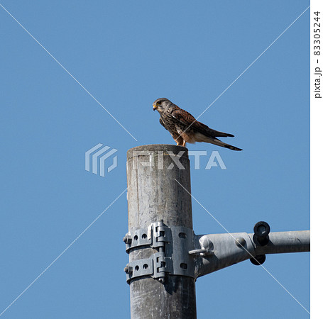 電柱に止まるチョウゲンボウ 83305244